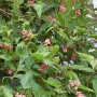 Neillia Affinis Zierstrauch mit rosa Blüten und grünen Blättern.