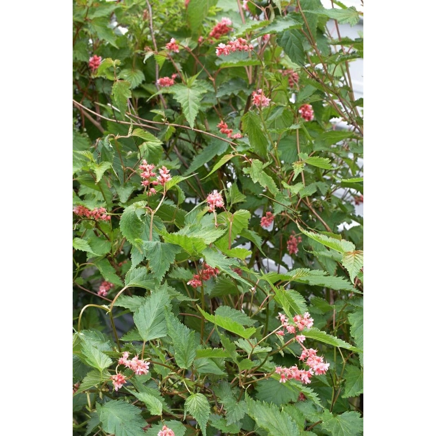 Neillia Affinis Zierstrauch Rosa Blüten 60–80 cm günstig online kaufen
