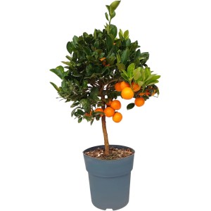 Orangenbaum (Citrus Sinensis) im Topf mit reifen, orangefarbenen Früchten und grünen Blättern.