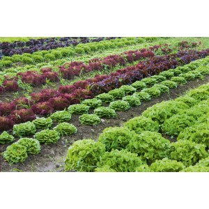 Gemüsebeet mit Salat unter einem grünen Gemüse- und Obstnetz zum Schutz vor Insekten.