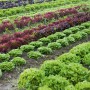 Gemüsebeet mit Salat unter einem grünen Gemüse- und Obstnetz zum Schutz vor Insekten.
