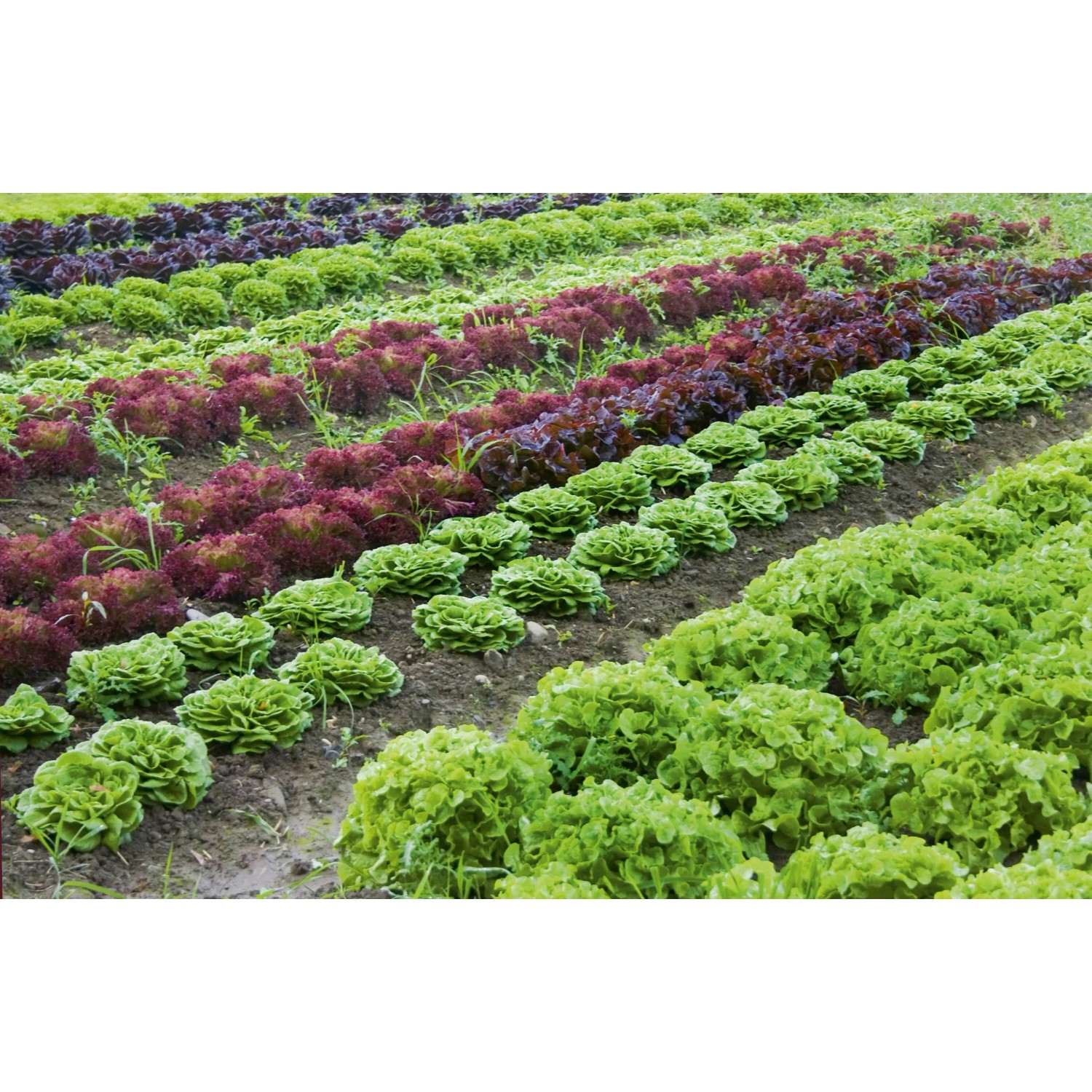 Gemüsebeet mit Salat unter einem grünen Gemüse- und Obstnetz zum Schutz vor Insekten.