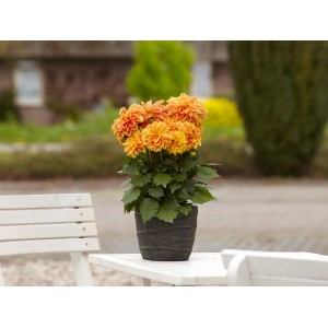Orangefarbene Grow by OBI Dahlie im Topf, ideal für Balkon und Garten.