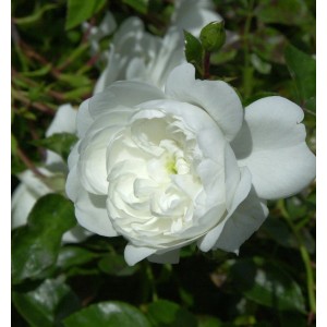Nahaufnahme einer weißen Bodendeckerrose Snow Ballet mit grünen Blättern.