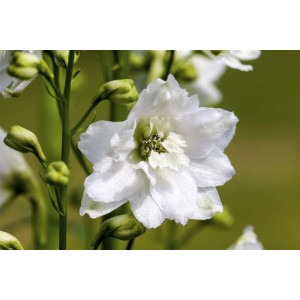 Nahaufnahme einer weißen Delphinium Magic Fountain Staude im 2 Liter Topf.