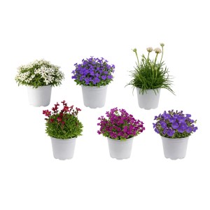 Stauden Mix T10,5: Sechs winterharte, pflegeleichte Pflanzen in weißen Töpfen mit bunten Blüten für den Garten.