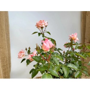 Kletterrose Compassion im Topf mit rosa Blüten und grünen Blättern.