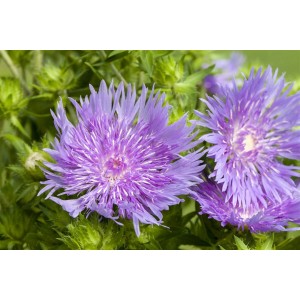 Nahaufnahme der blauen Blüten der Stokesia Laevis Kornblume im 9x9 cm Topf.