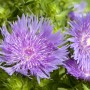 Nahaufnahme der blauen Blüten der Stokesia Laevis Kornblume im 9x9 cm Topf.