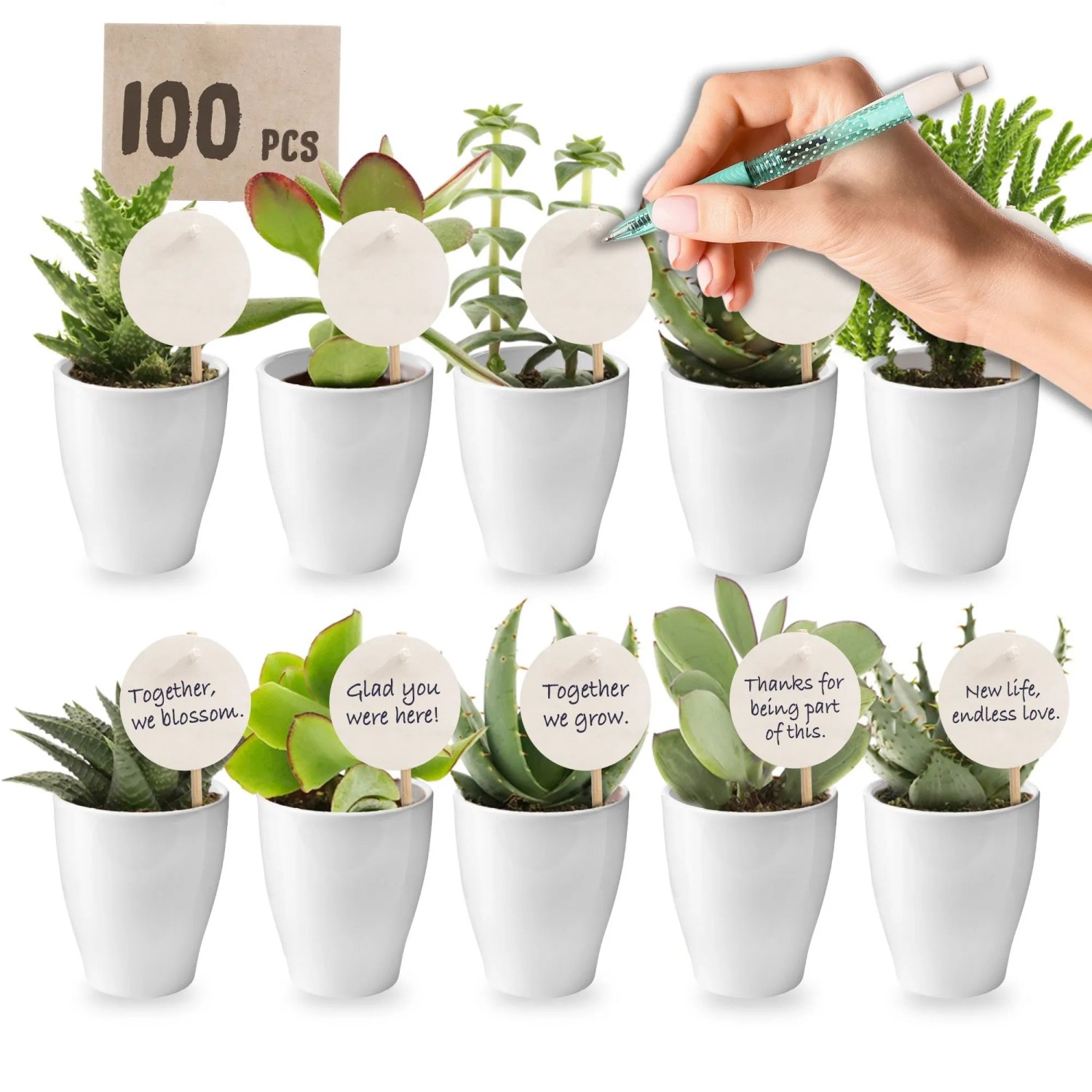 Vdvelde Mini Sukkulenten   Geschenkprodukt   100 Stück