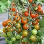 Blu Bio-Cherry-Tomate Pepe mit roten und grünen Tomaten am Strauch.