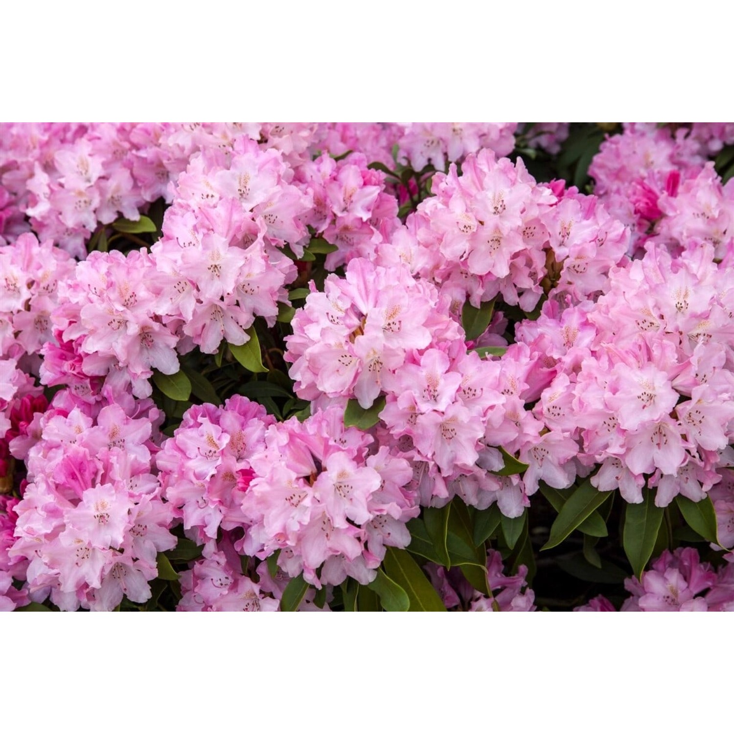 Rhododendron Yak. Tina Heinje Inkarho 40–50 cm günstig online kaufen