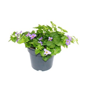 Set aus 3 lila Schneeflockenblumen im Topf, Exotenherz Sutera Diffusa, Hängepflanze.