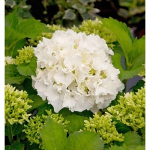 Bauernhortensie Bright White 30-40cm - Hydrangea macrophylla