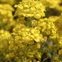 Gelbes Wulfen Steinkraut (Alyssum wulfenianum) in voller Blüte. Attraktive Staude für sonnige Standorte.