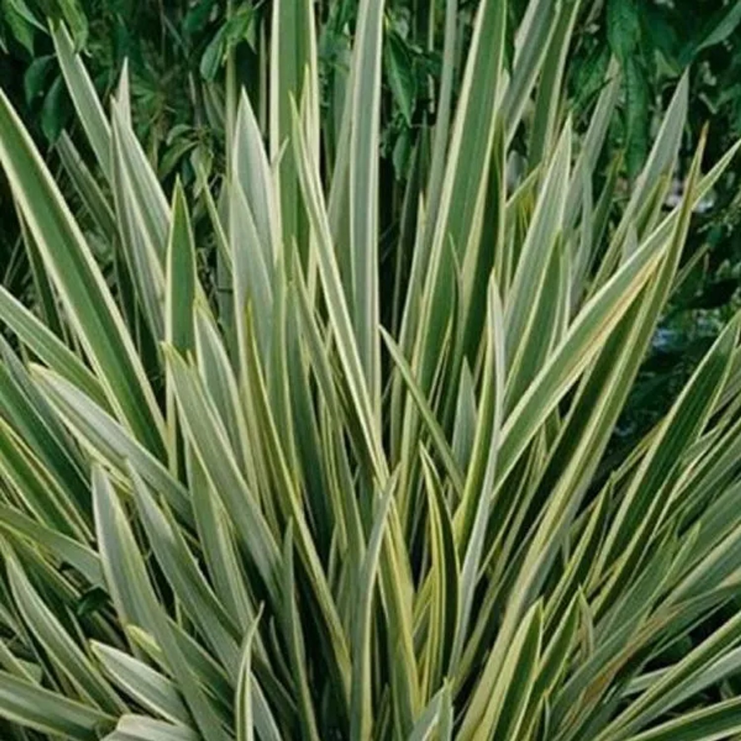 Neuseelandflachs 'Variegatum' Phormium tenax 60 bis 80 cm im Container Immergrün