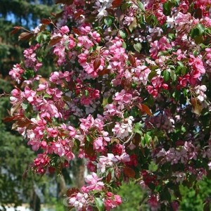 Blühender Zierapfel Rudolph Hochstamm (Malus Hybride) mit rosa-weißen Blüten.