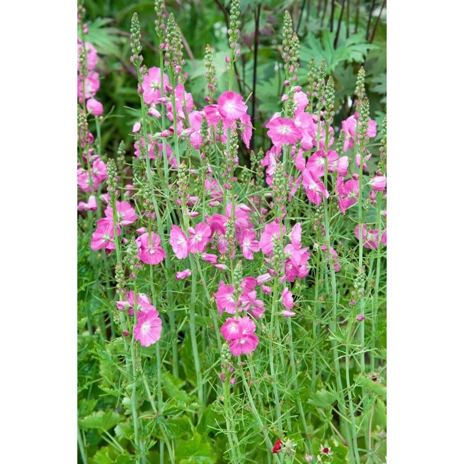 Sidalcea Malviflora Partygirl Rosenmalve Ca. 9x9 cm Topf günstig online kaufen