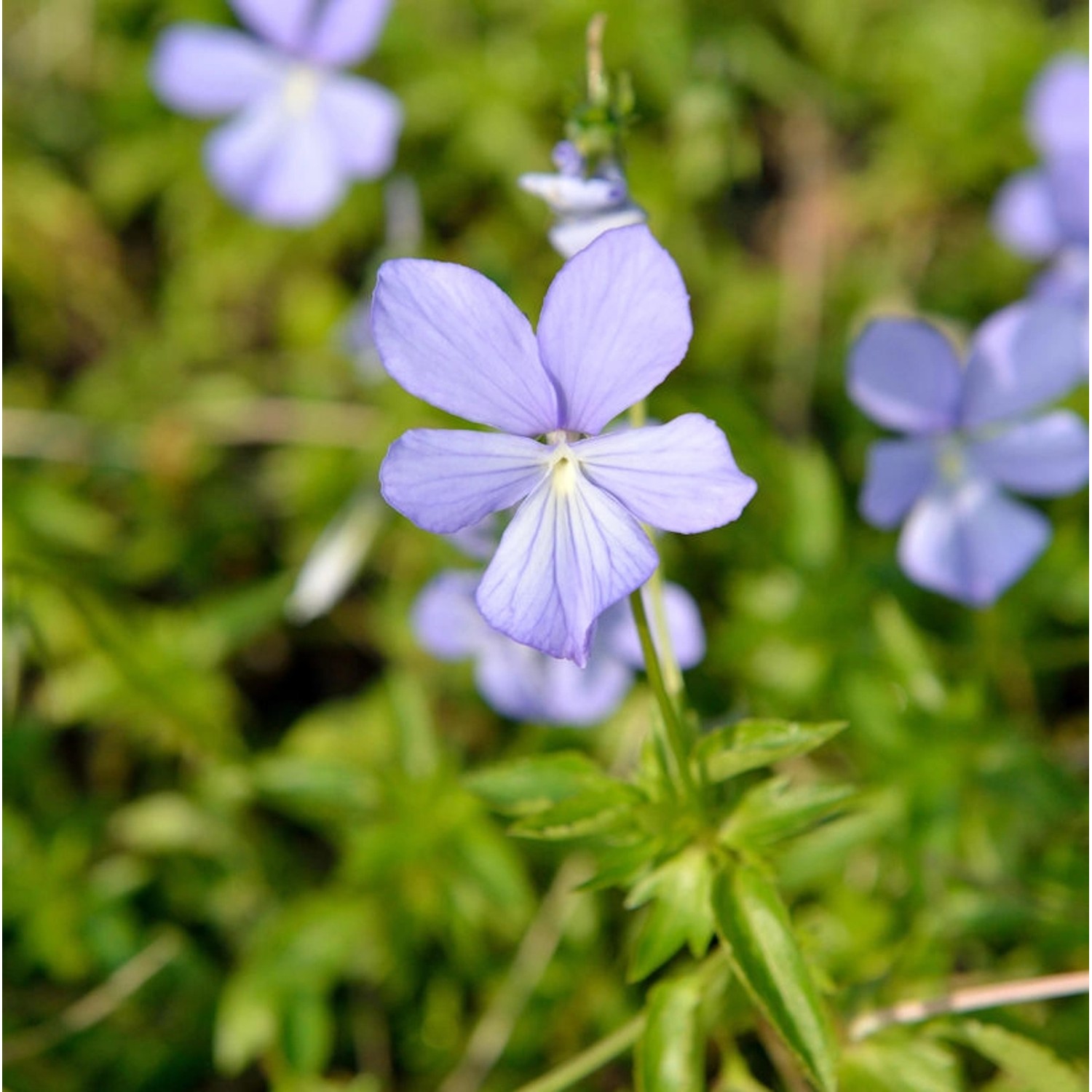 Hornveilchen Boughton Blue - Viola cornuta günstig online kaufen