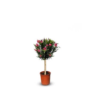 Sunny-Tree Oleander auf Stamm Farbe Rot Nerium Oleander Höhe 90-110 cm Pflanze für Draußen Immergrün im Winter Mediterrane Pflanze