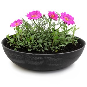 matches21 Pflanzschale, schwarz marmoriert, 30cm, mit pinken Astern bepflanzt.