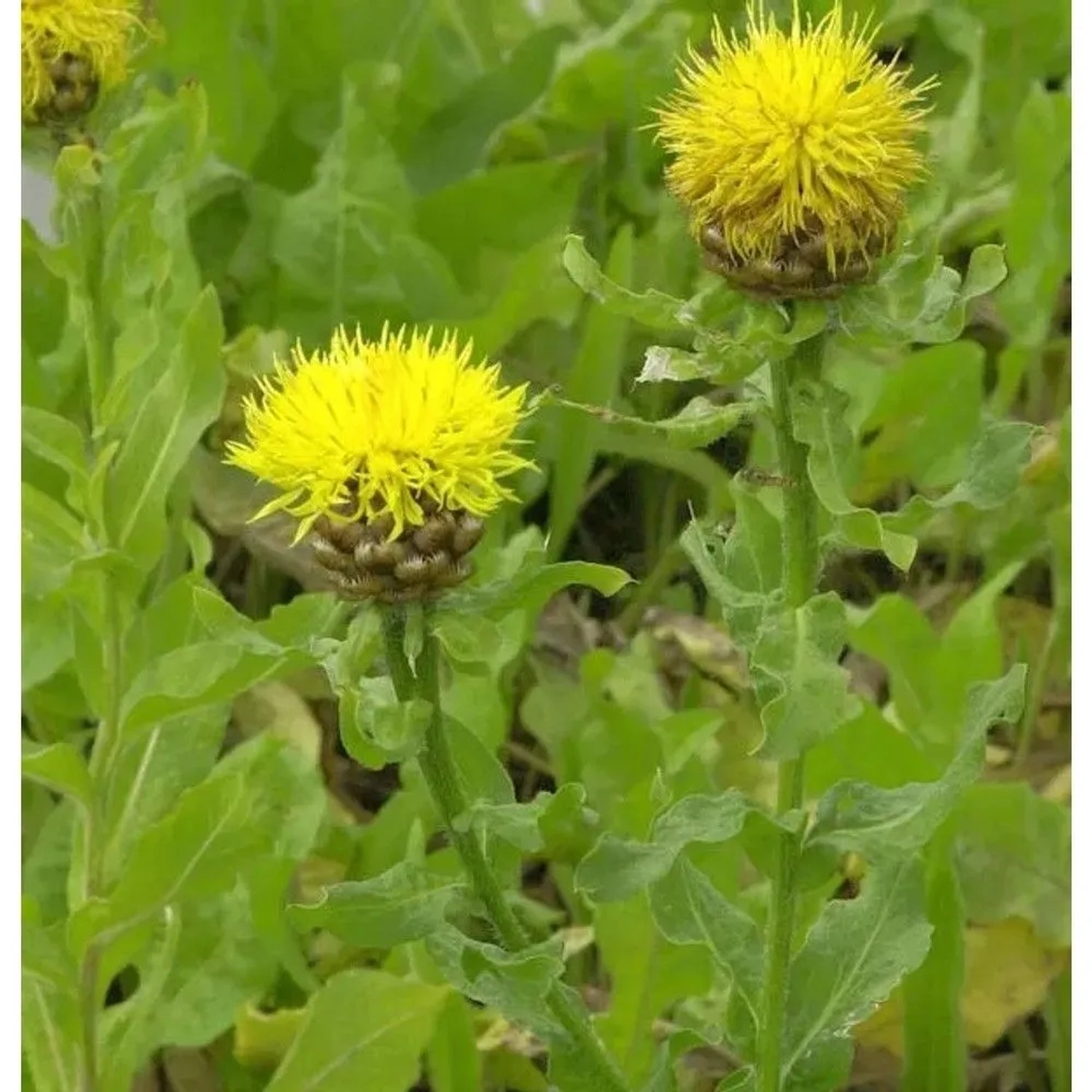 Große Flockenblume - Centaurea macrocephala