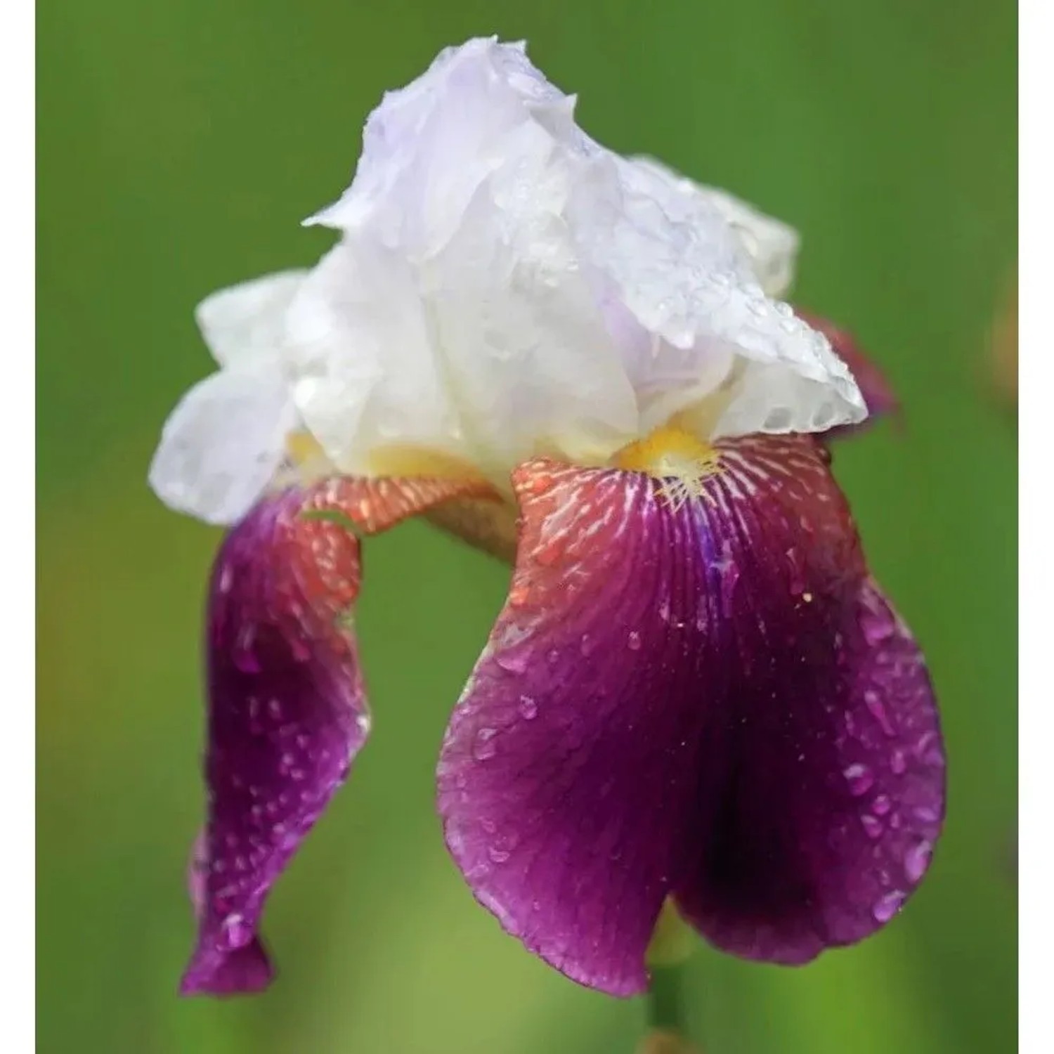Schwertlilie Salonique - Iris barbata