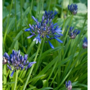 Blühende Liebesblume 'Back in Black' (Agapanthus africanus) im Garten.