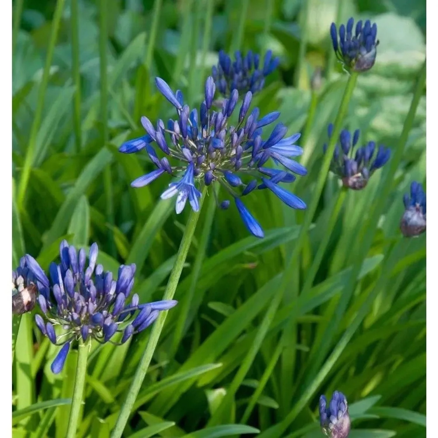 Liebesblume Schmucklilie Back in Black - Agapanthus africanus