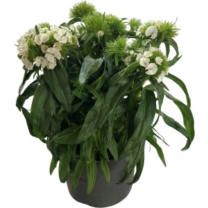 GROW by OBI Bartnelke Weiß im Topf, ca. 13 cm Durchmesser. Dekorative, weiße Blüten.