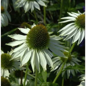 Nahaufnahme des Sonnenhuts 'White Swan' (Echinacea purpurea) mit weißen Blütenblättern und grünem Blütenkopf.
