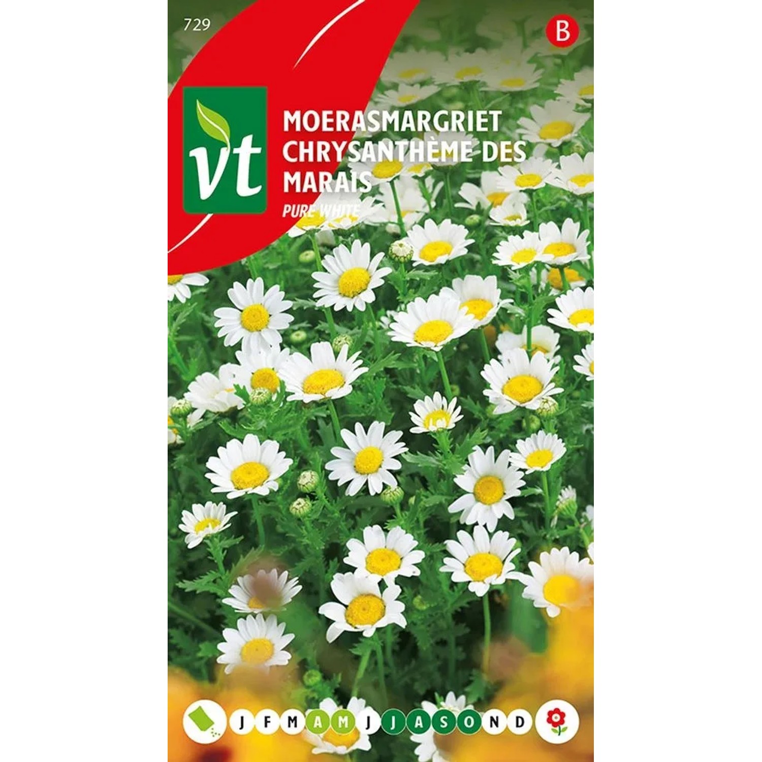 Sumpf-Chrysantheme 'Reines Weiß' Samen Ca. 0,5 g Schmetterlingsfreundlich