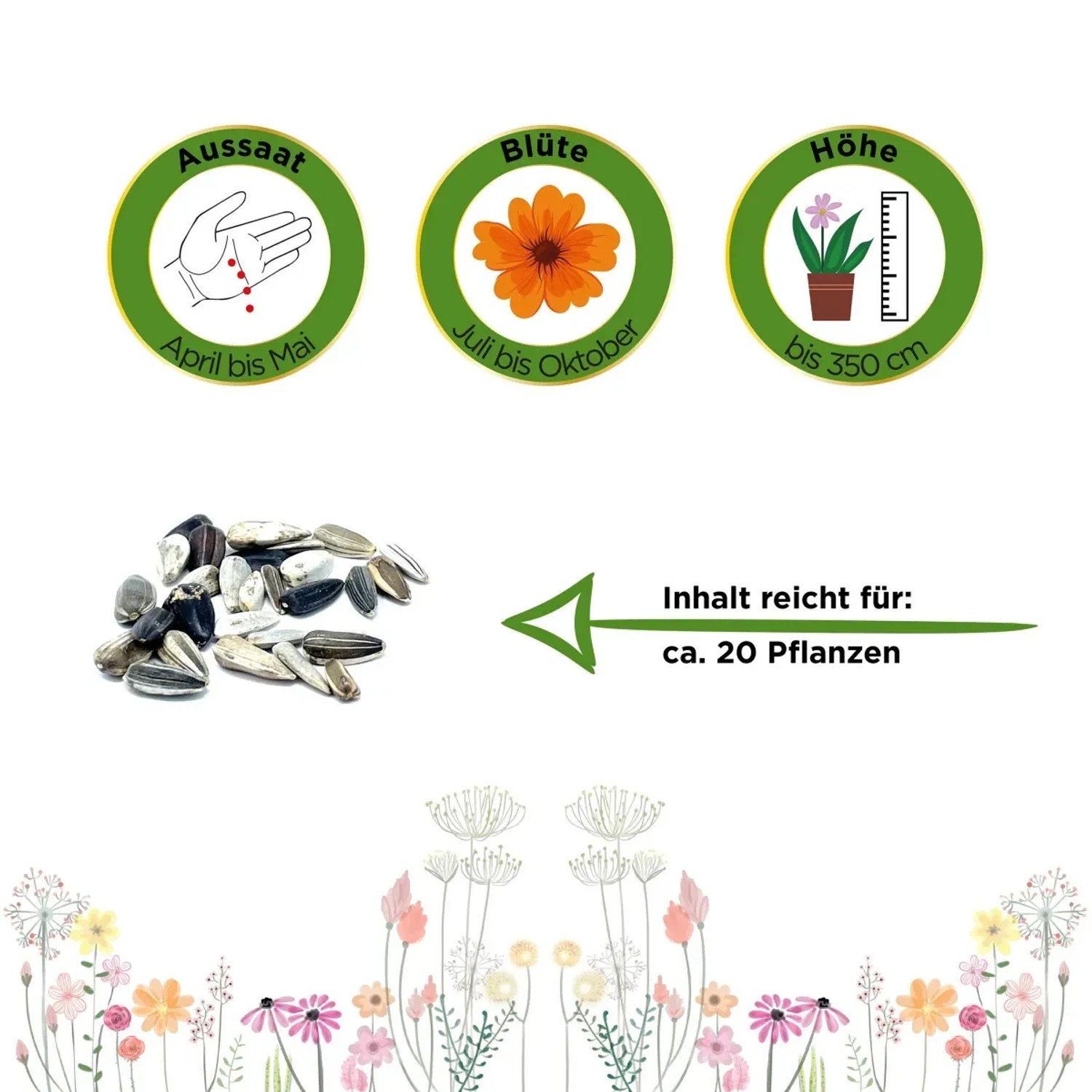 Sonnenblumen-Samen 'Einfache Riesen' von Deine Gartenwelt: Aussaat, Blüte, Höhe und Inhalt für ca. 20 Pflanzen.
