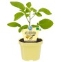 Blu Melonenbirne Pepino Gold im Topf, ca. 12 cm Ø. Fruchtgemüse für Balkon und Garten.