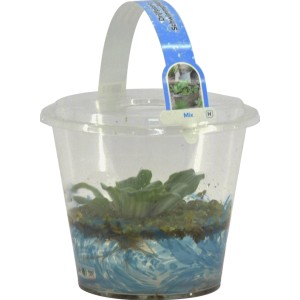 Schwimmpflanzen-Mix im Jumbo-Becher (Ø 18cm) für den Gartenteich.
