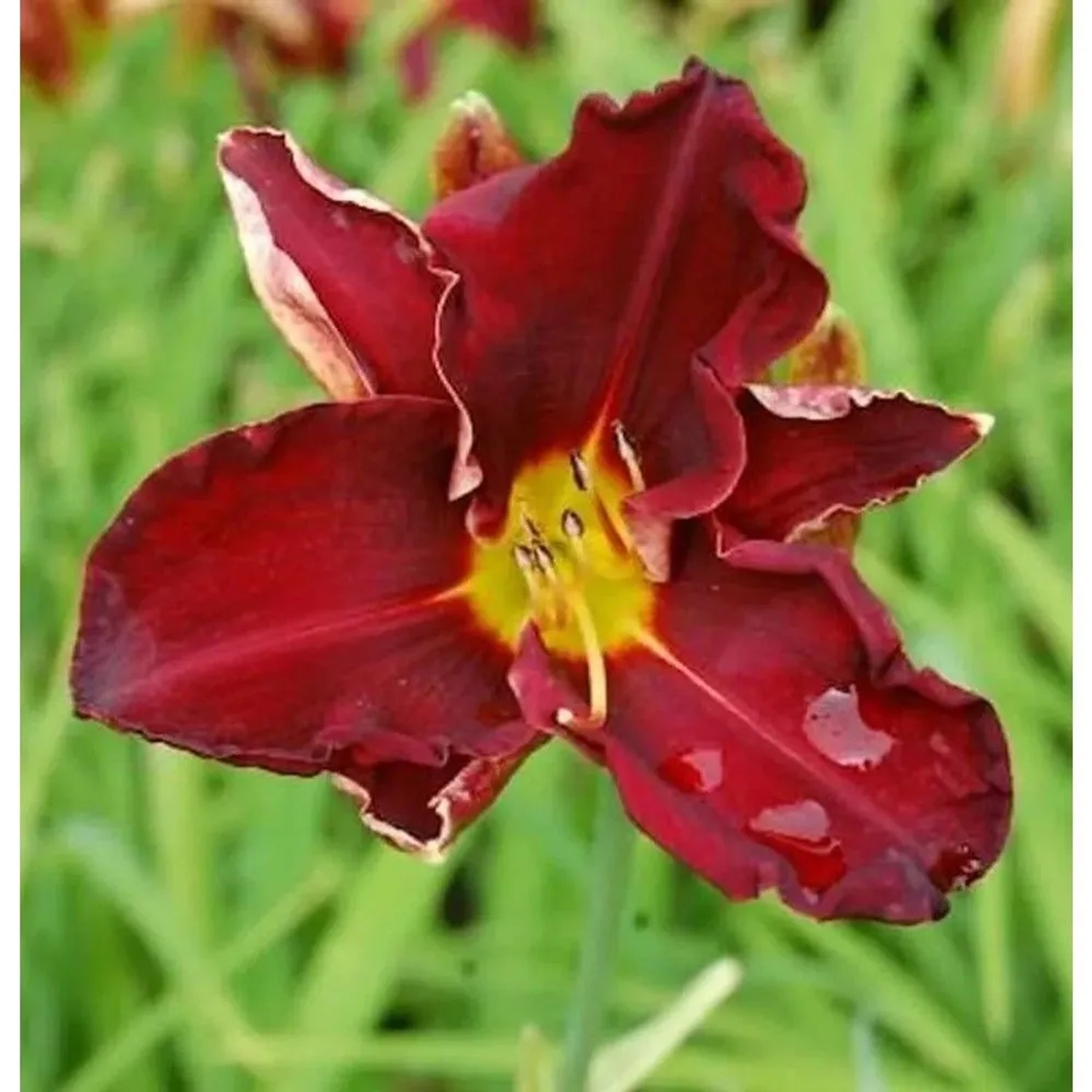 Taglilie Ed Murray - Hemerocallis cultorum