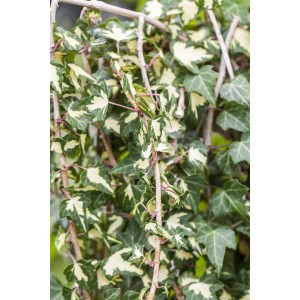 Kletterpflanze: Hedera Helix Goldheart Efeu mit gelb-grünen Blättern.