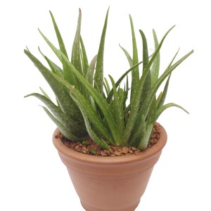 Echte Aloe Vera im Topf, grüne Blätter, ca. 12 cm Topf-Durchmesser.