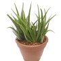 Echte Aloe Vera im Topf, grüne Blätter, ca. 12 cm Topf-Durchmesser.