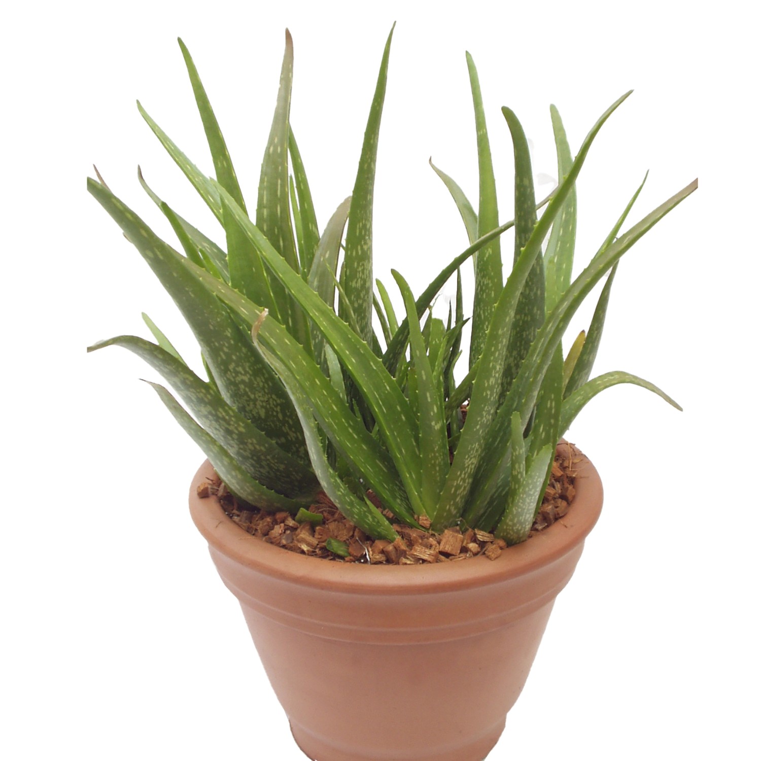 Echte Aloe Vera im Topf, grüne Blätter, ca. 12 cm Topf-Durchmesser.