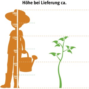 Größenvergleich: Rotlaubiger Pfirsichbaum Nigra (ca. 100-120cm) neben Person mit Gießkanne.