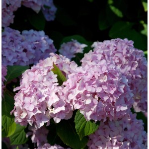 Nahaufnahme der rosa Blüten der Teller Hortensie Preziosa (Hydrangea serrata).