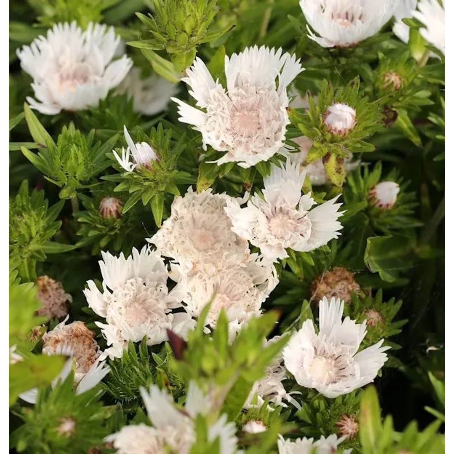 Kornblumenaster Träumerei - Stokesia,aevis