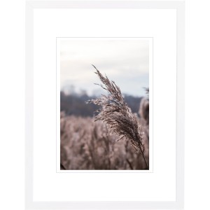 Holz-Bilderrahmen, weiß, 30x40 cm, mit Aufnahme einer Graspflanze im Feld.