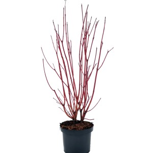 Sibirischer Hartriegel Sibirica im Topf mit markant roten Trieben.