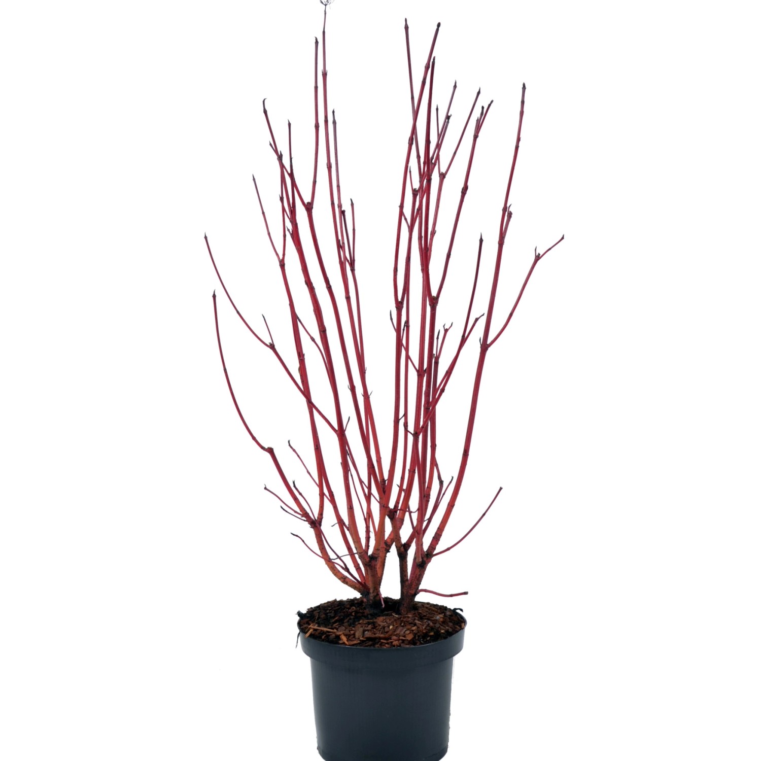 Sibirischer Hartriegel Sibirica Höhe ca. 50-60 cm Topf ca. 4,5 l Cornus alb günstig online kaufen