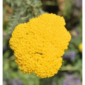 Gelbe Schafgarbe Helios Blüte, eine farbenfrohe Staude für den Garten.