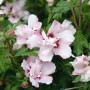 Garteneibisch Pinky Spot mit zarten rosa-weißen Blüten und grünen Blättern.