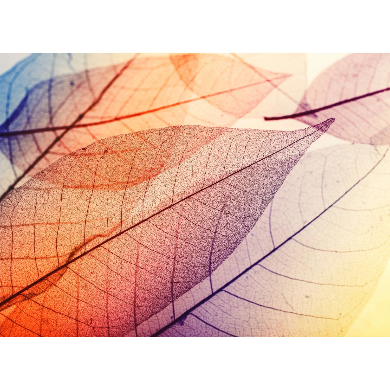 living walls Fototapete Designwalls Limpid Leaf 1, glatt, (5 St)