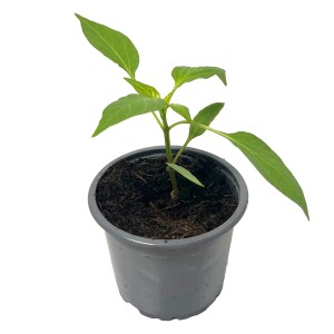 Junge Snack-Paprika Orange (Capsicum annuum) im Topf, grüne Blätter.